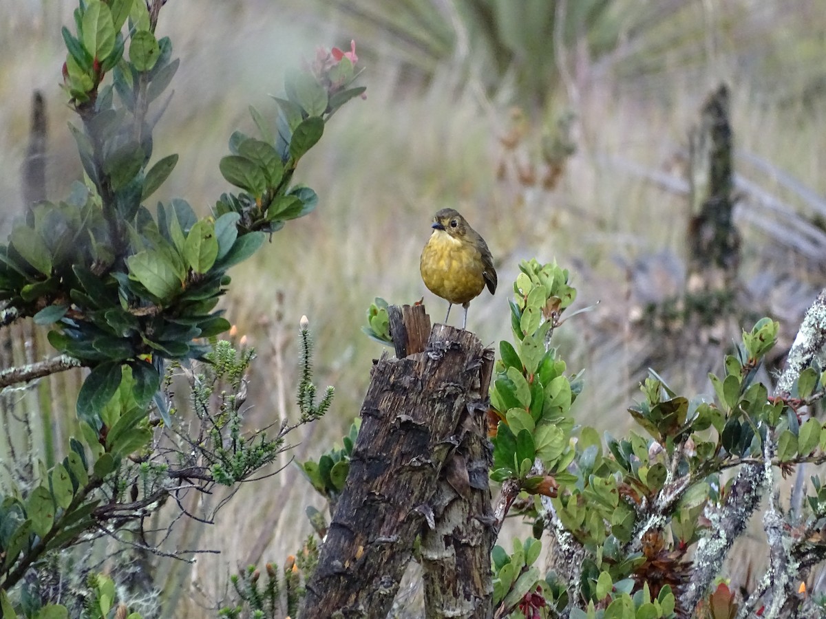 Tawny Antpitta - Francisco Sornoza