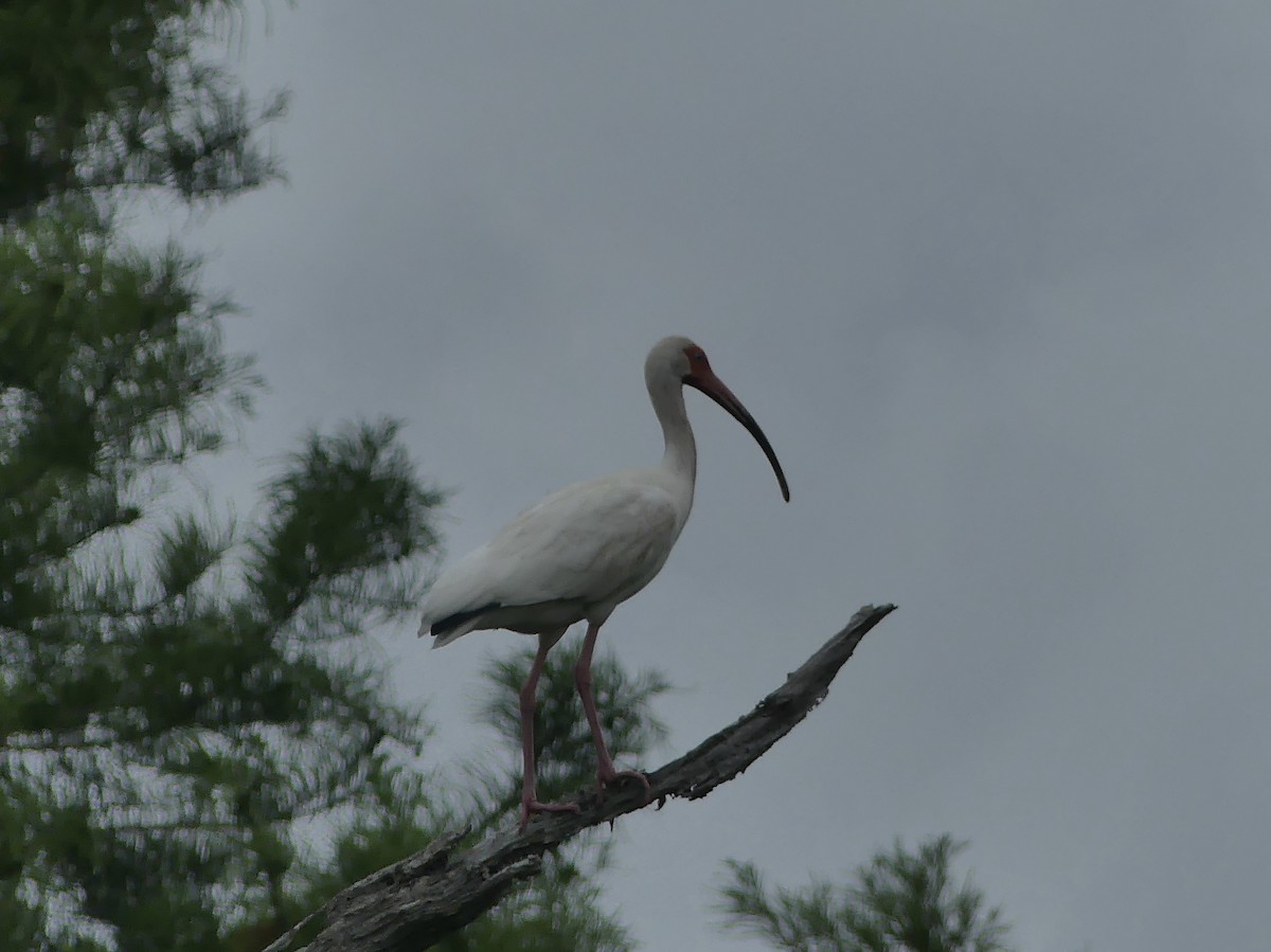 Ibis blanc - ML618351928