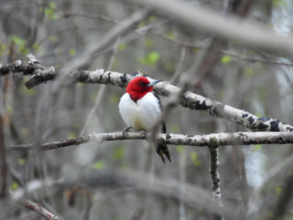Red-headed Woodpecker - ML618351935