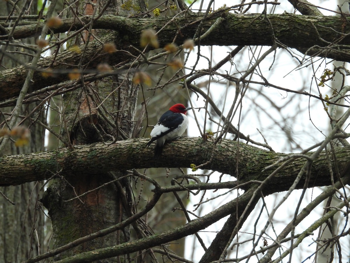 Red-headed Woodpecker - ML618351943