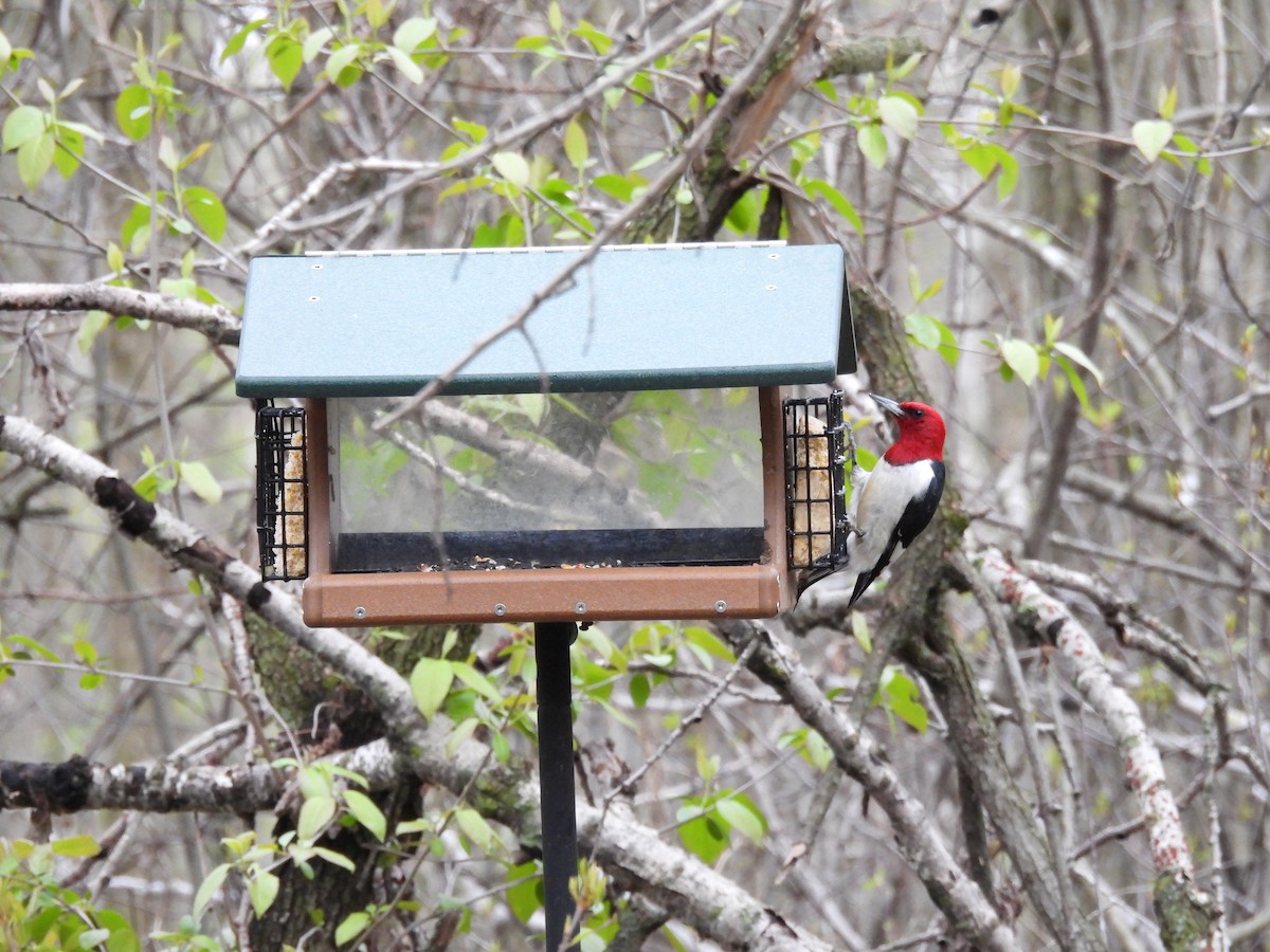 Red-headed Woodpecker - ML618351951