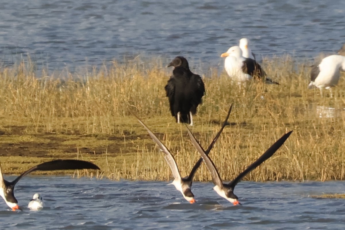 Black Vulture - ML618351972