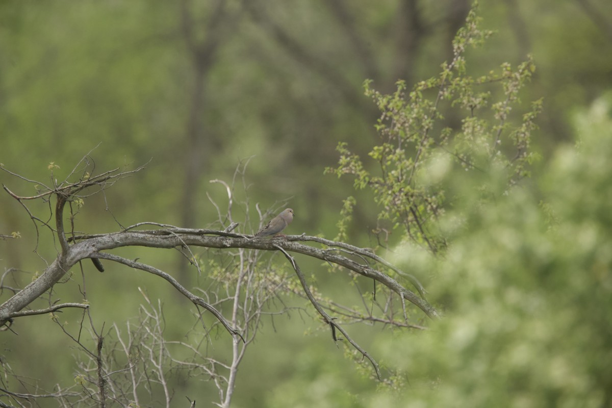 Mourning Dove - ML618351973