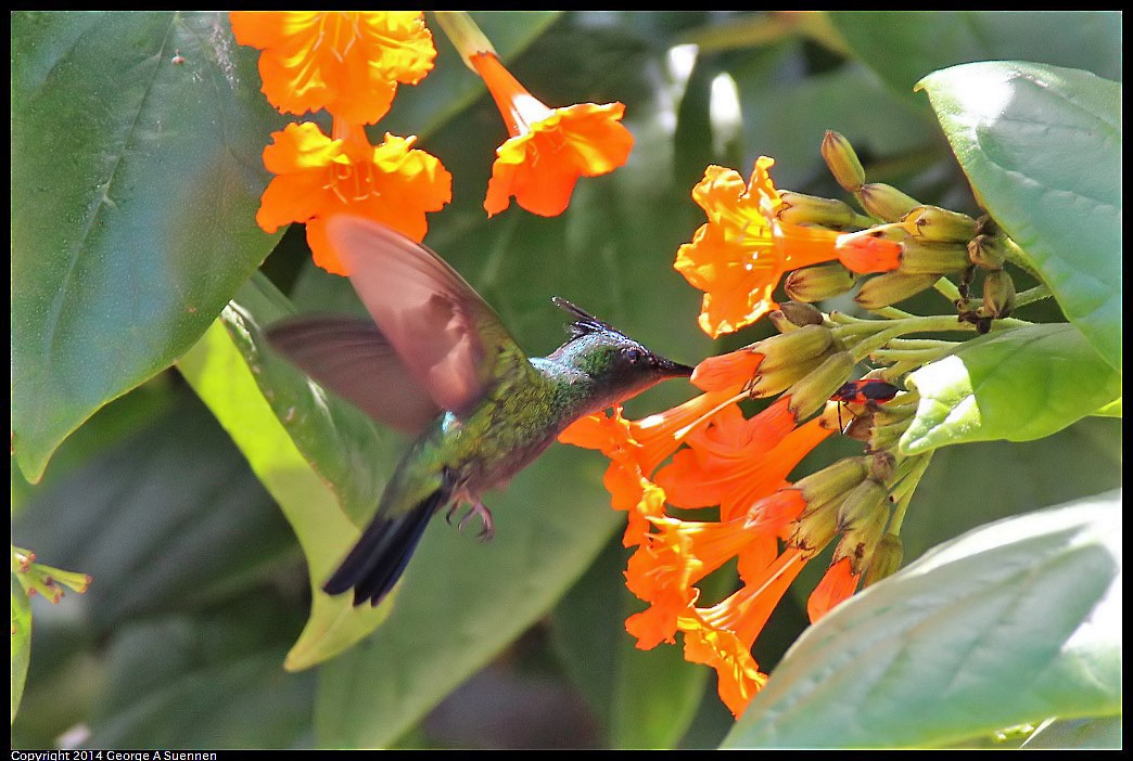 Antillean Crested Hummingbird - George Suennen