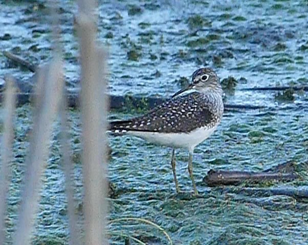 Solitary Sandpiper - ML618352025