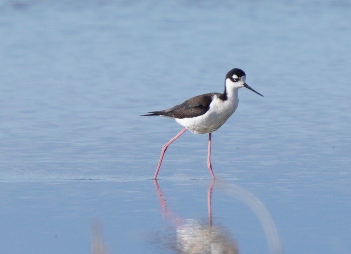 Black-necked Stilt - ML618352055