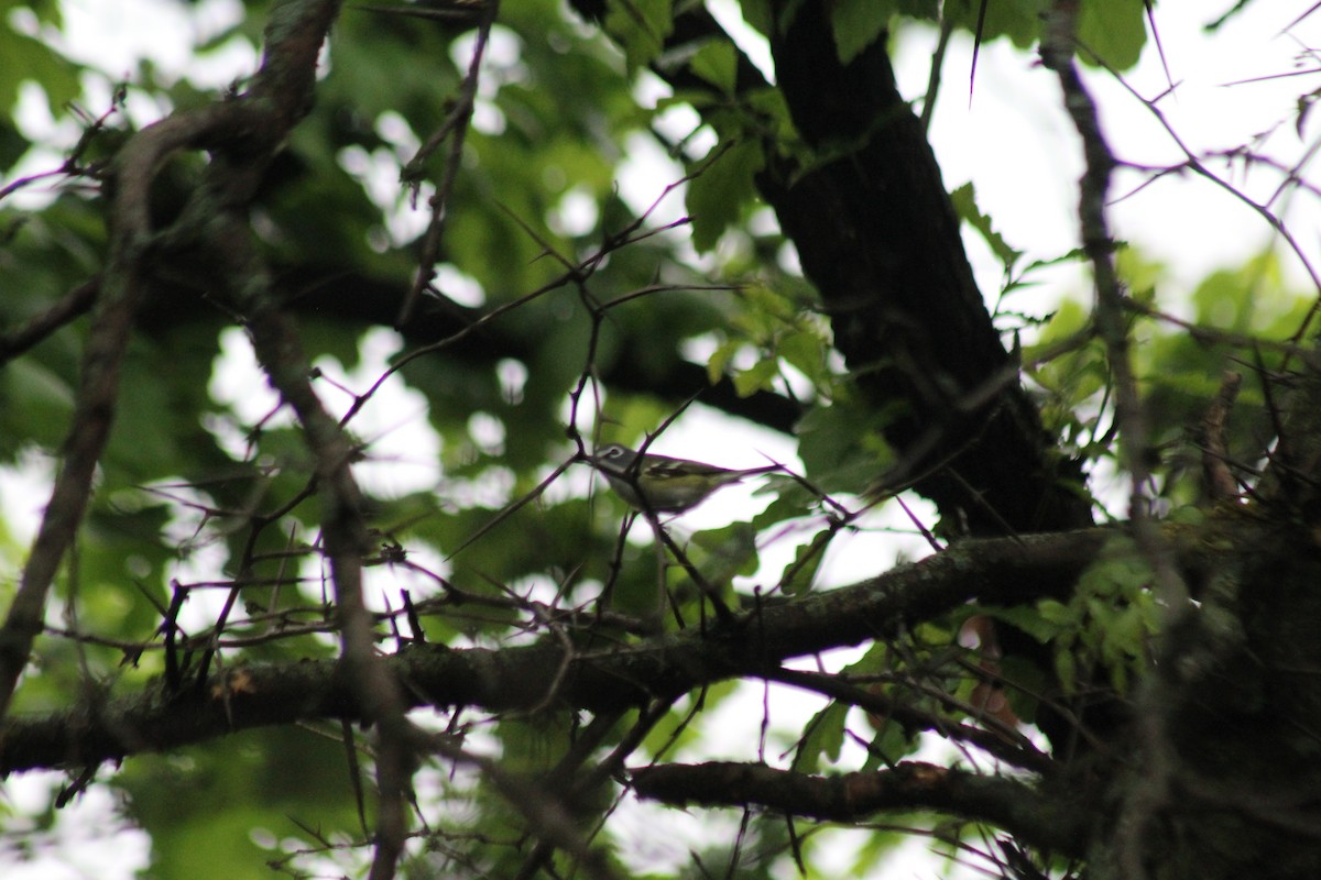 Blue-headed Vireo - ML618352136