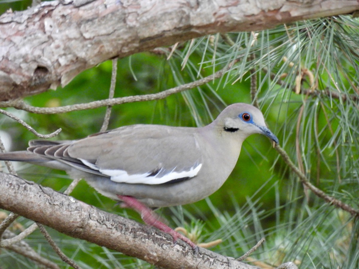 White-winged Dove - ML618352147