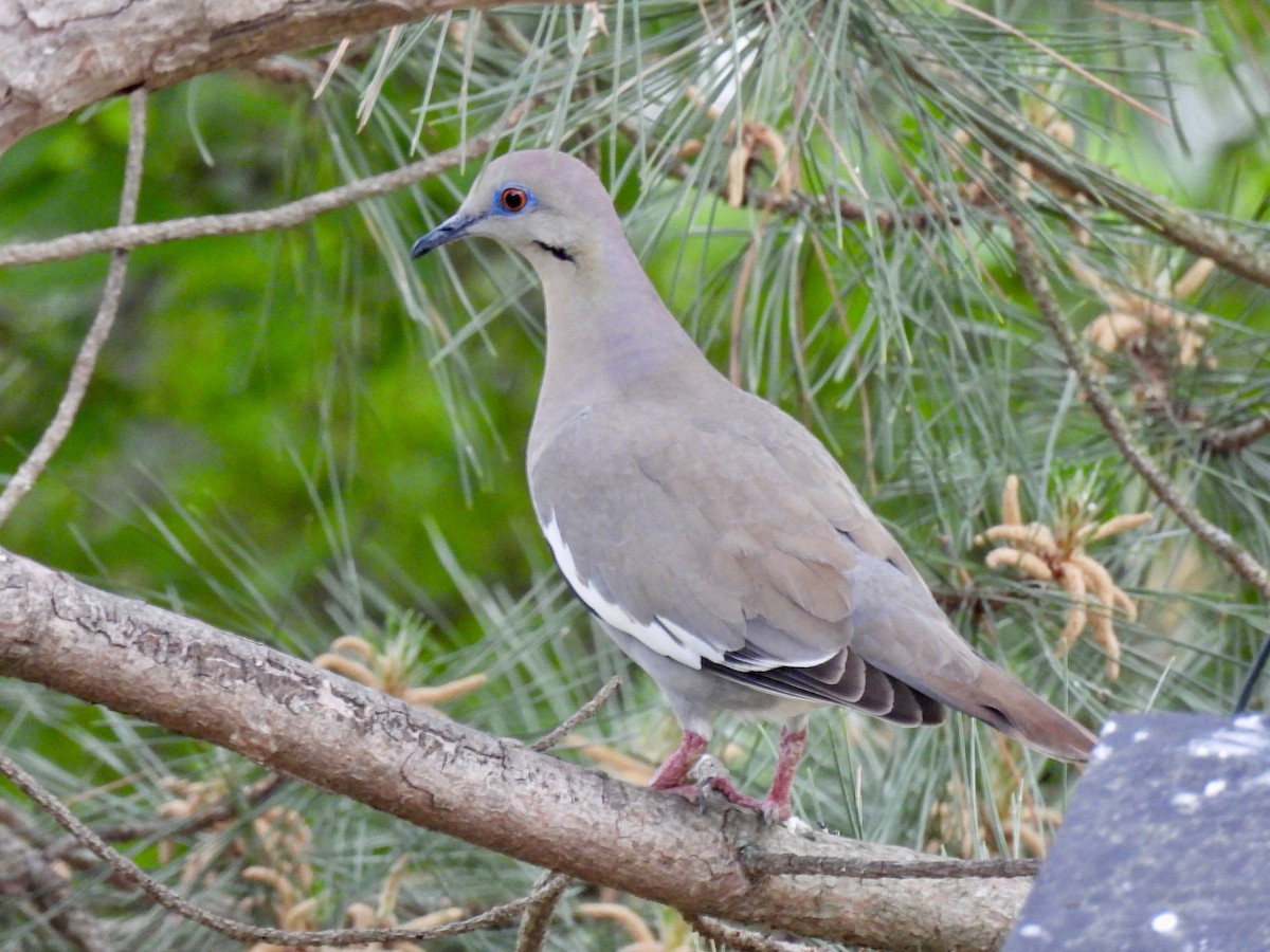 White-winged Dove - ML618352150