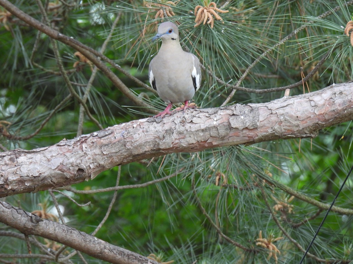 White-winged Dove - ML618352154