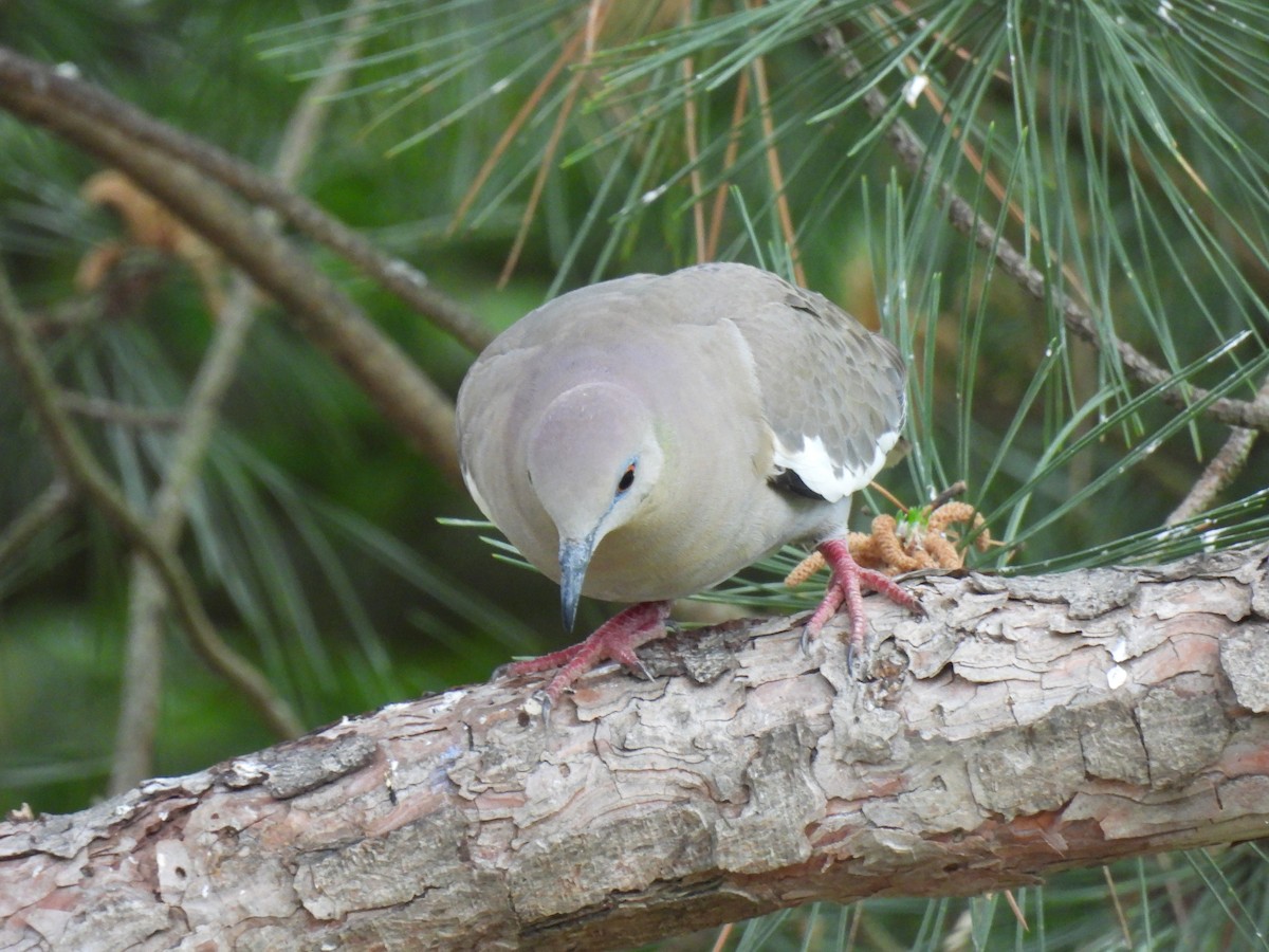 White-winged Dove - ML618352156