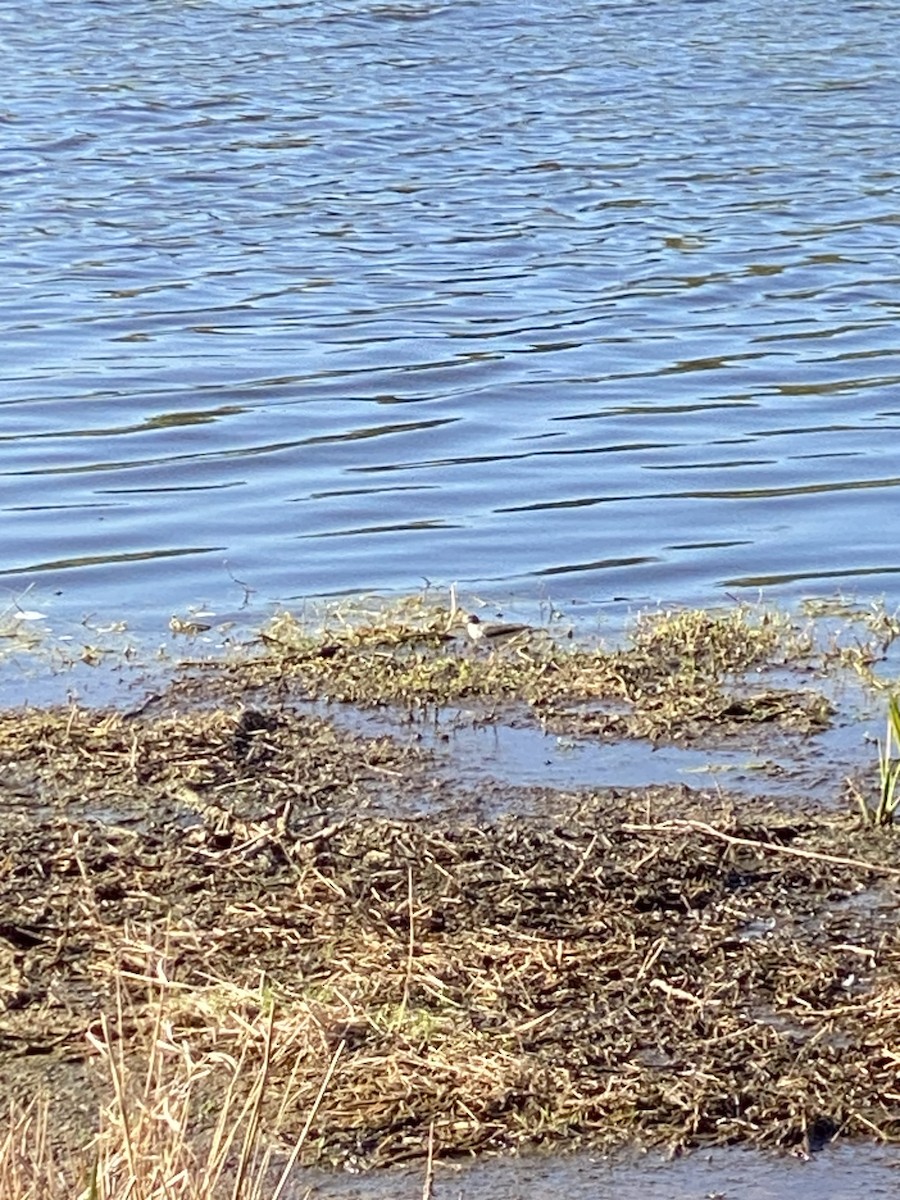 Spotted Sandpiper - ML618352177