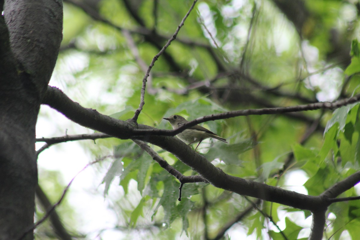 Ruby-crowned Kinglet - ML618352205