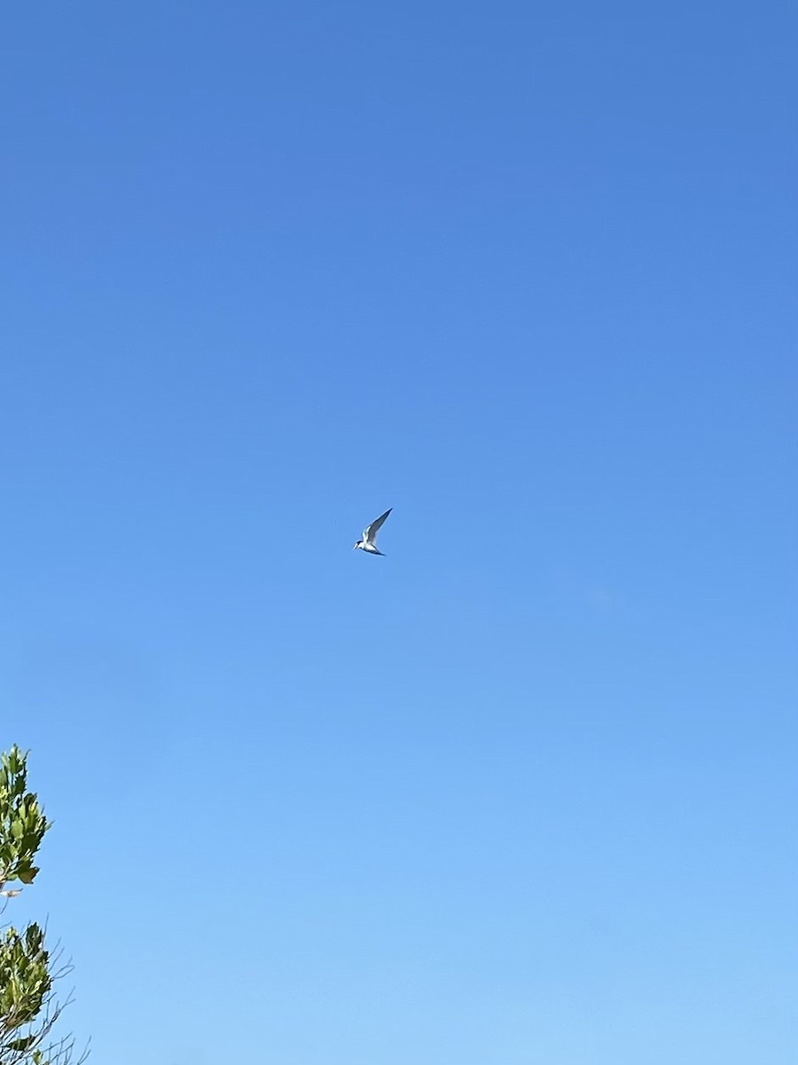 Least Tern - ML618352215