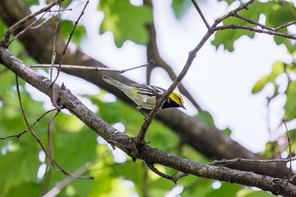 Black-throated Green Warbler - Leena M