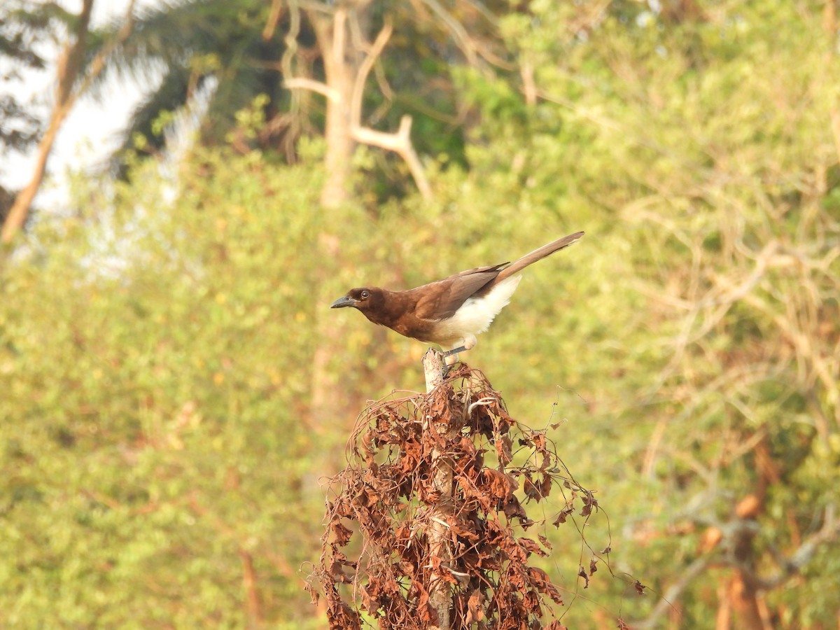 Brown Jay - ML618352234