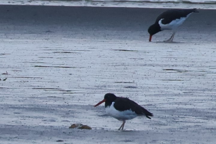 American Oystercatcher - ML618352239