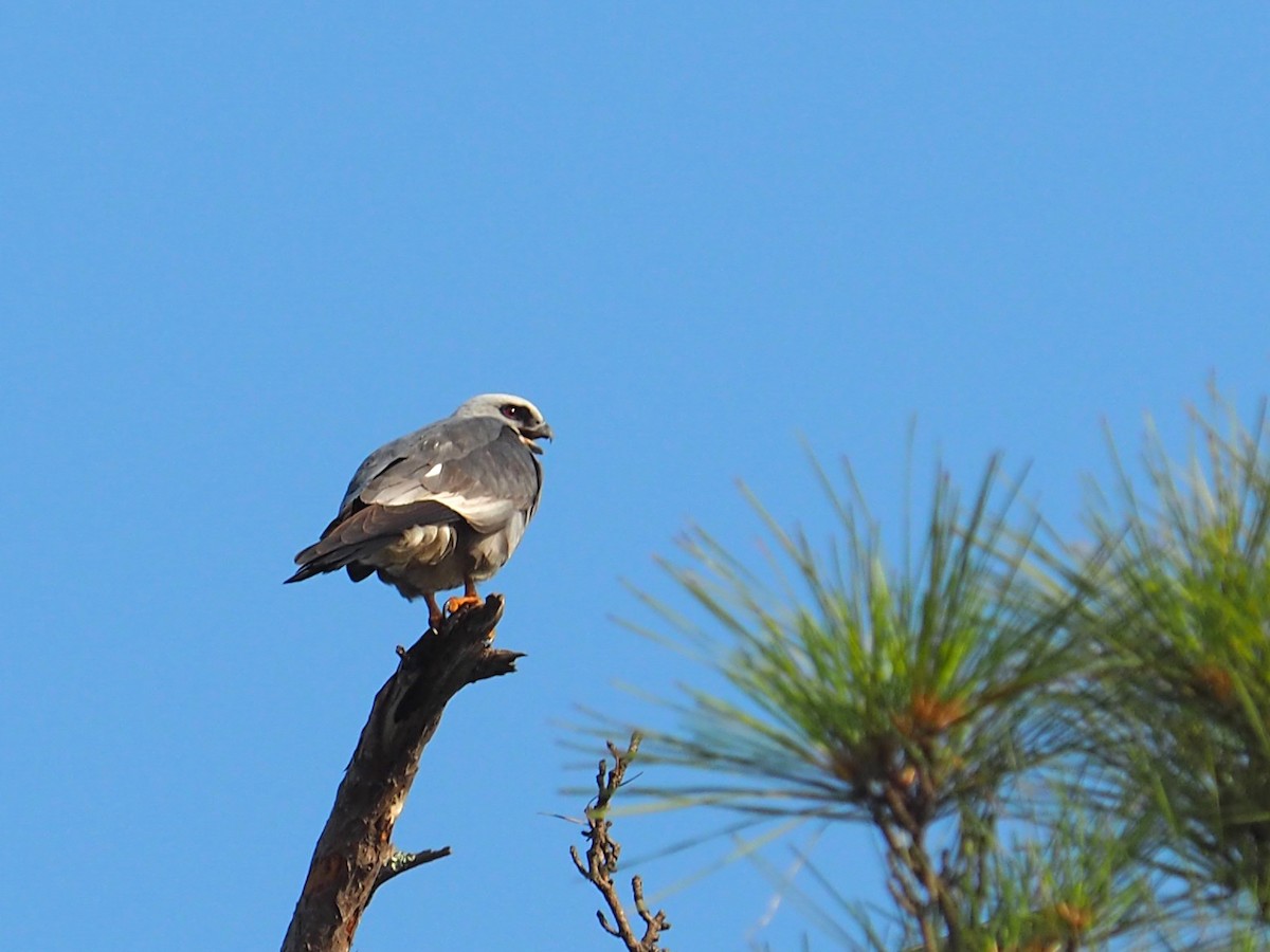 Mississippi Kite - ML618352261