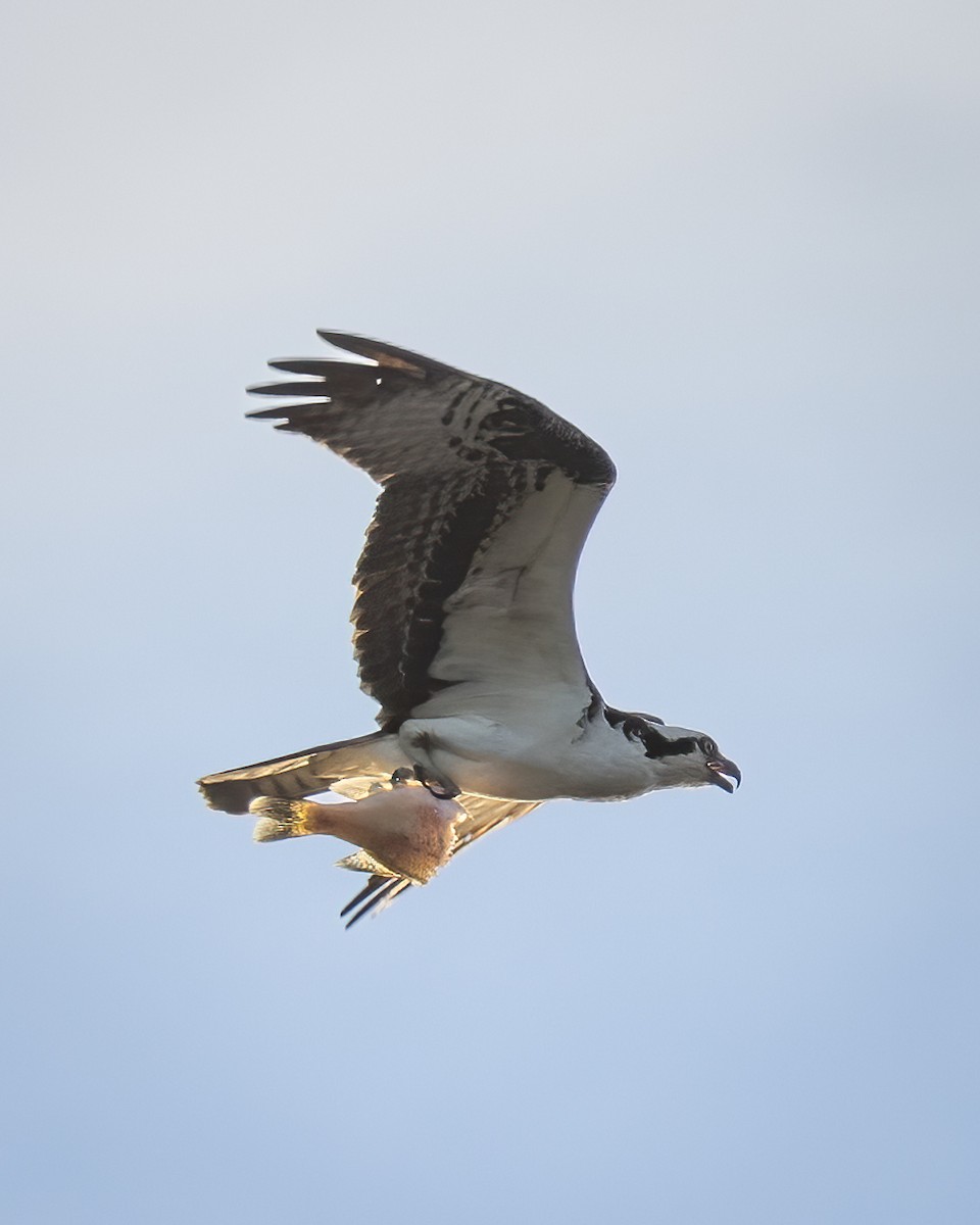 Osprey - Kyle Cunningham