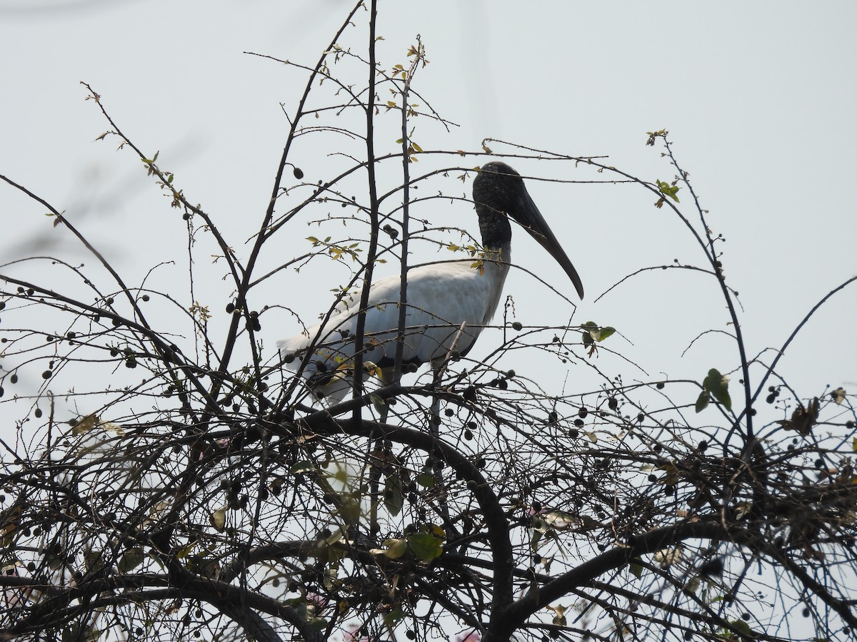 Wood Stork - ML618352265