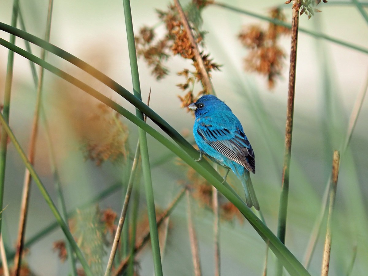 Indigo Bunting - ML618352275