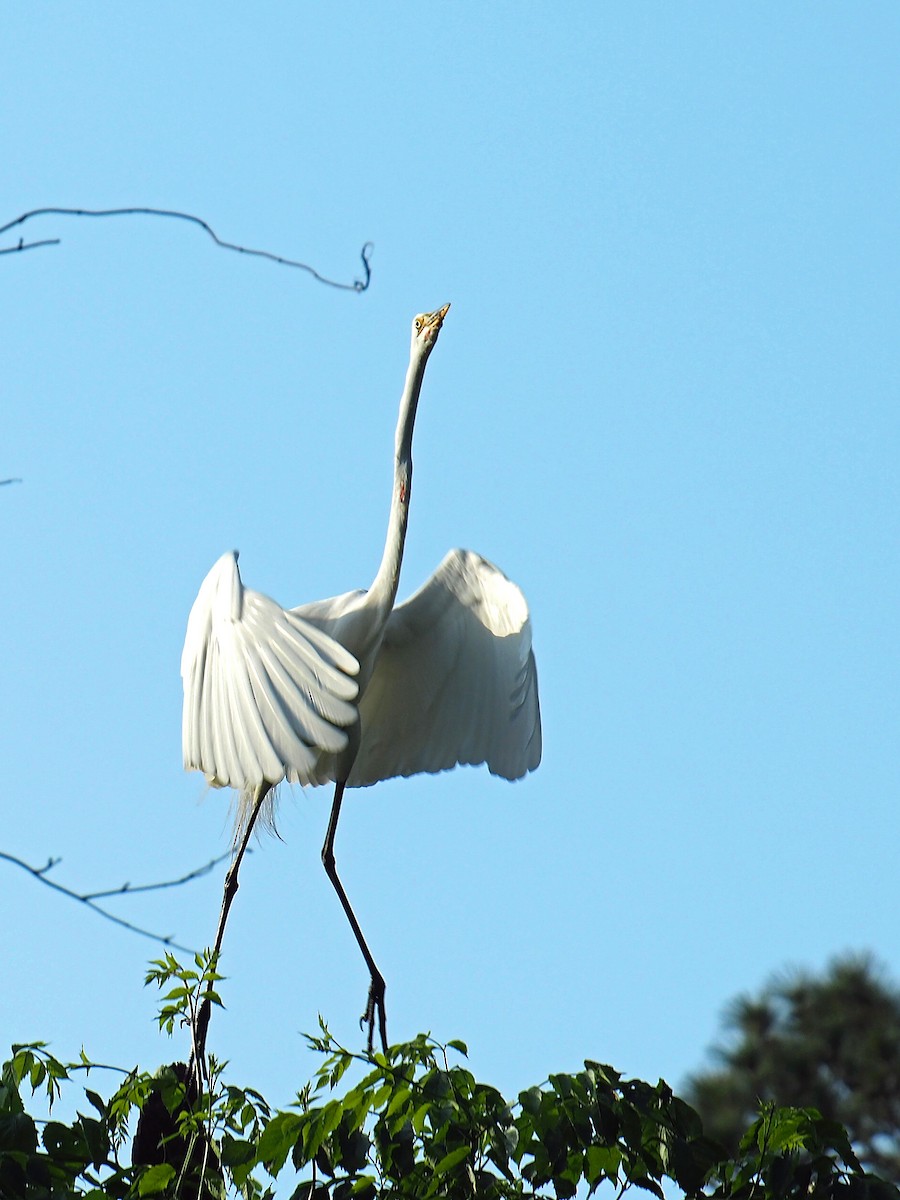 Great Egret - ML618352298