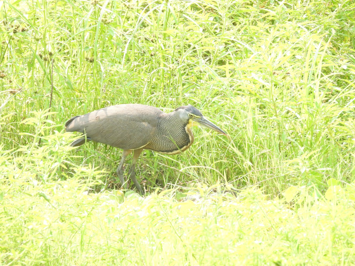 Bare-throated Tiger-Heron - ML618352306