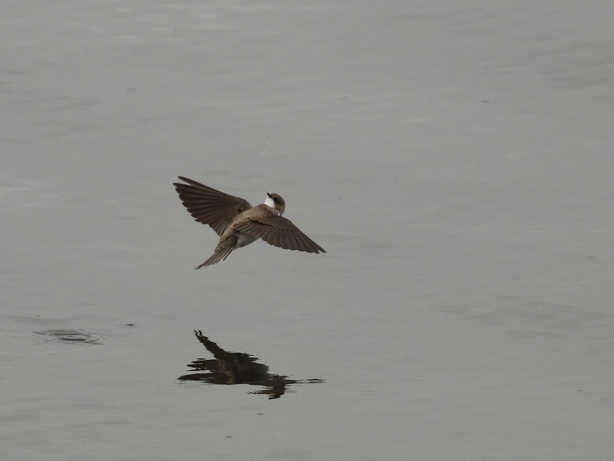 Bank Swallow - Russ Morgan