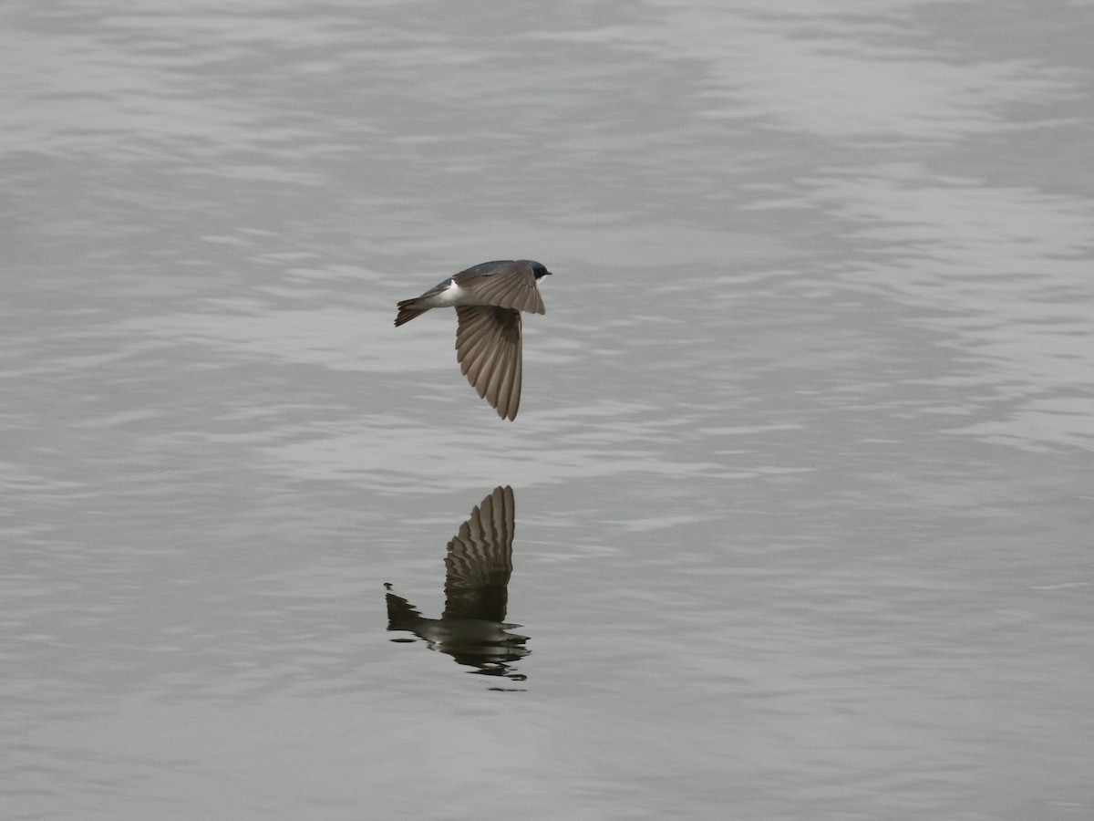 Tree Swallow - ML618352412