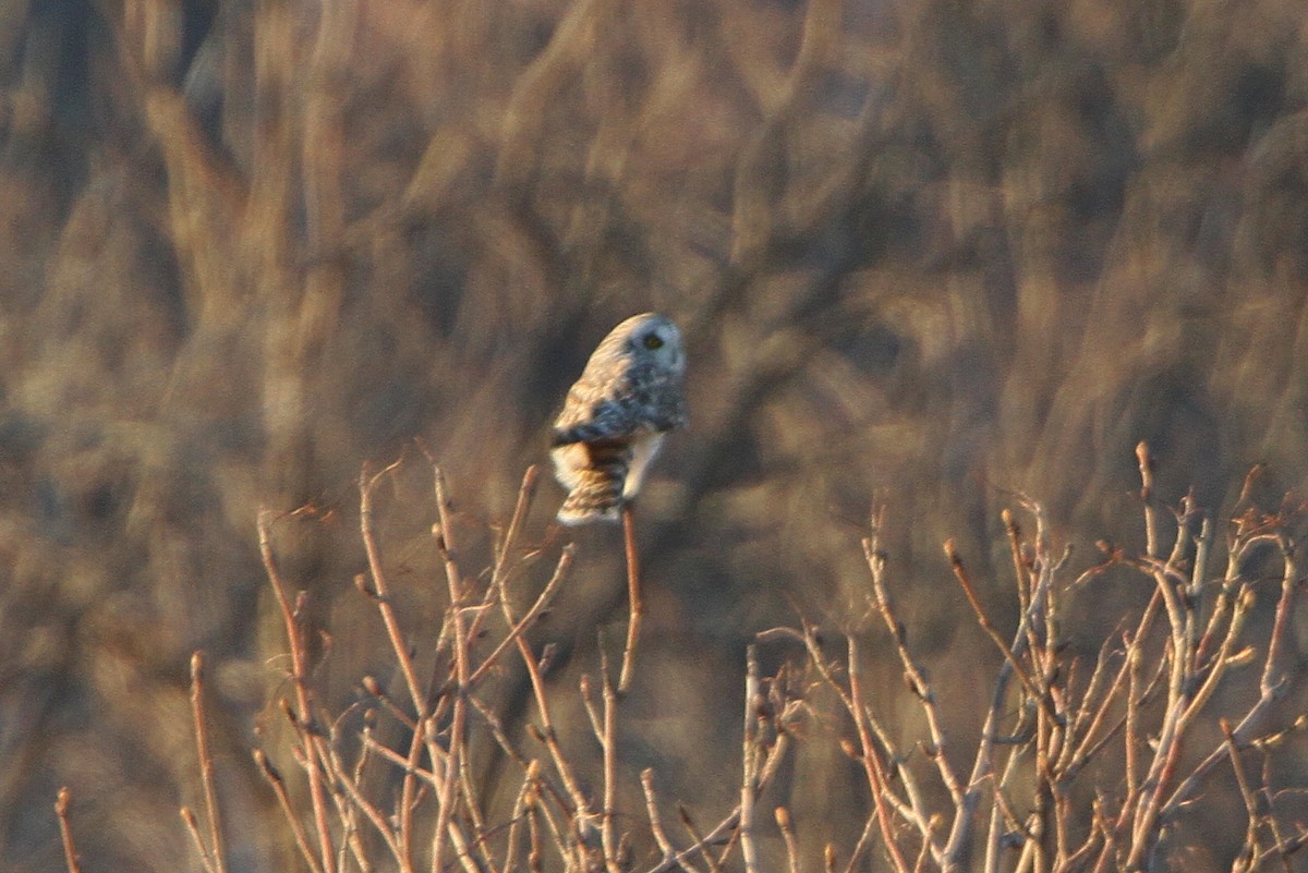 Short-eared Owl - Gerard Proulx