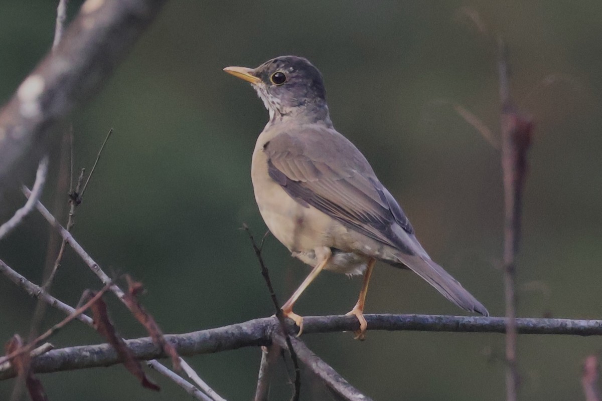 Austral Thrush - ML618352453