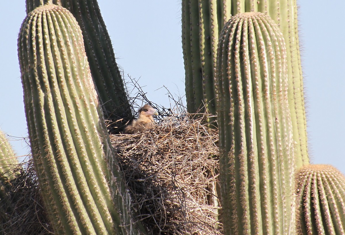 Crested Caracara (Northern) - ML618352465