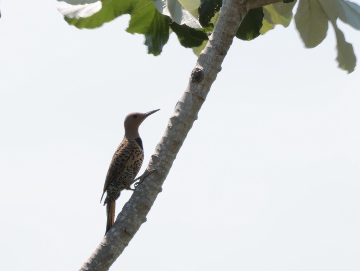 Northern Flicker (Cuban) - ML618352479