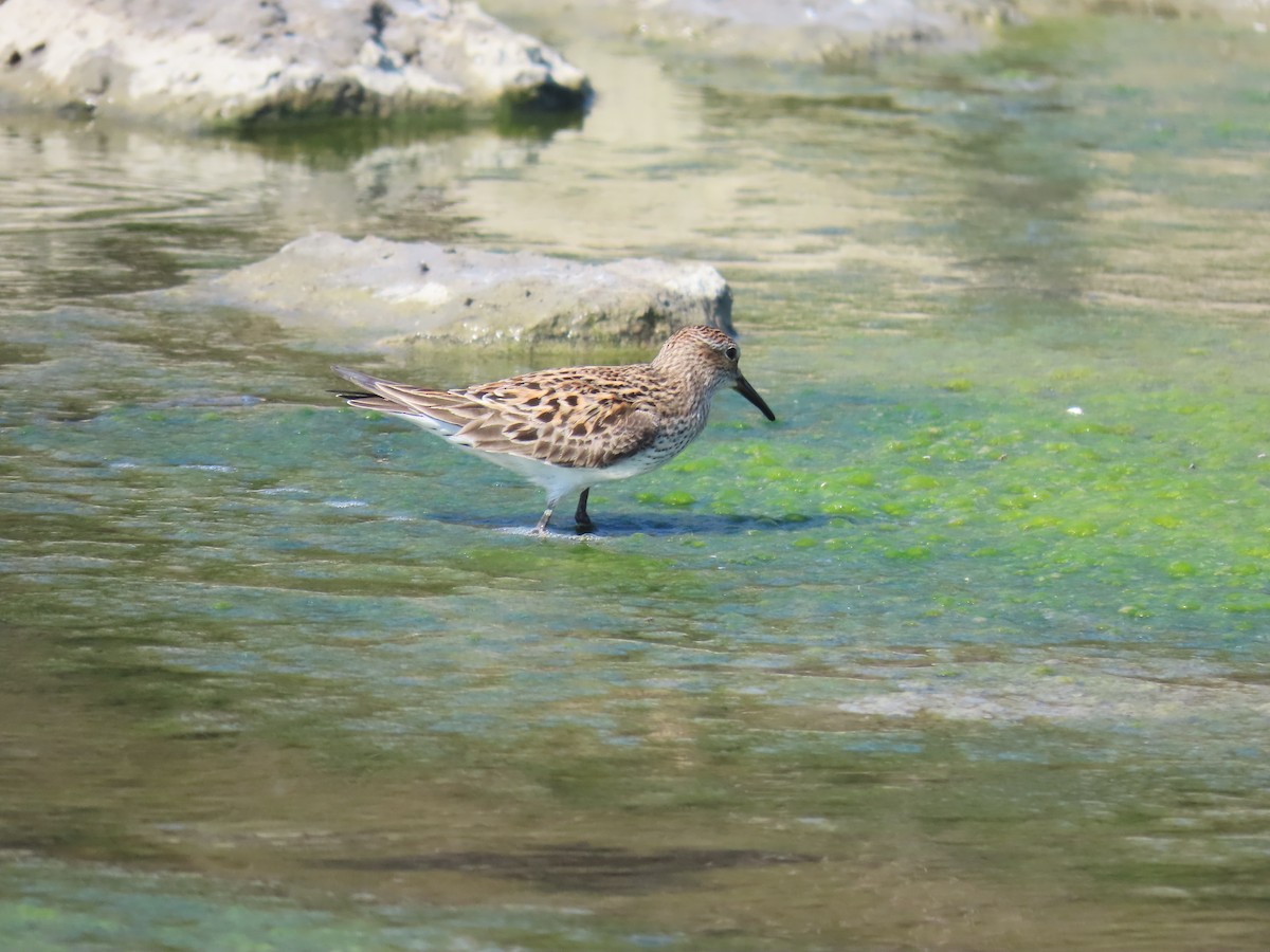 White-rumped Sandpiper - ML618352492