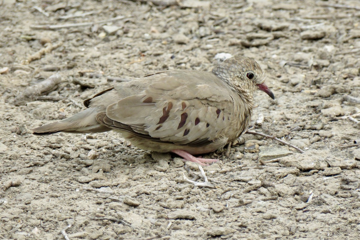 Common Ground Dove - ML618352503