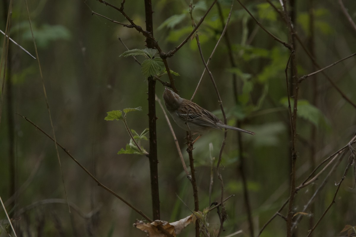 Field Sparrow - Paul Miller