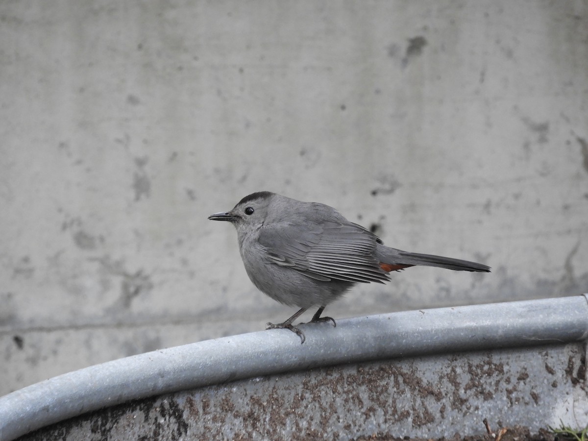 Gray Catbird - Laura Markley