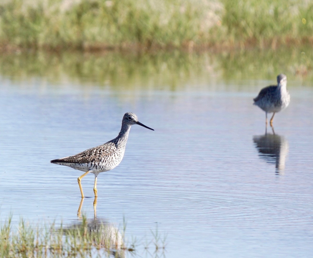 Greater Yellowlegs - ML618352598