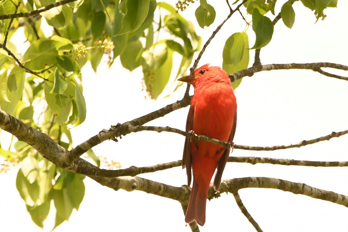 Summer Tanager - ML618352633