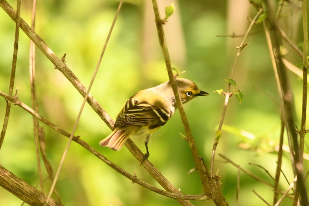 Ak Gözlü Vireo - ML618352653