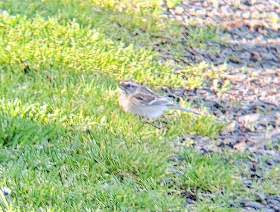 American Tree Sparrow - David Bailey