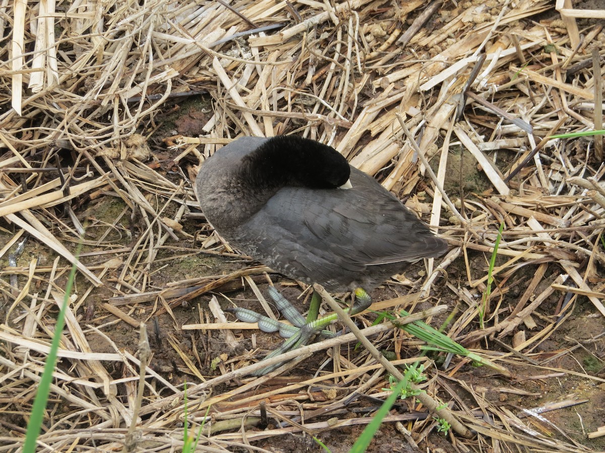 American Coot - ML618352664