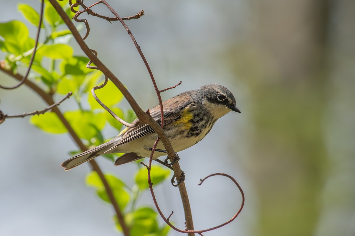 Yellow-rumped Warbler - Alton Spencer