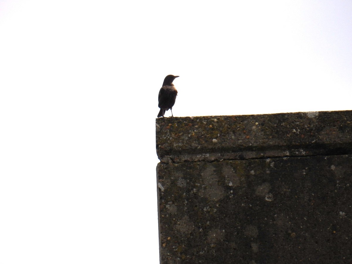 Ring Ouzel - ML618352699