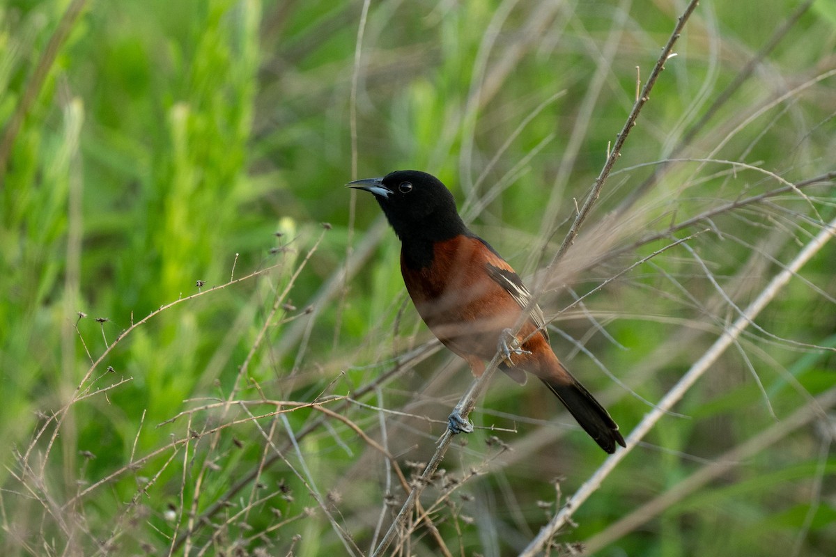 Orchard Oriole - Jamie Vidich