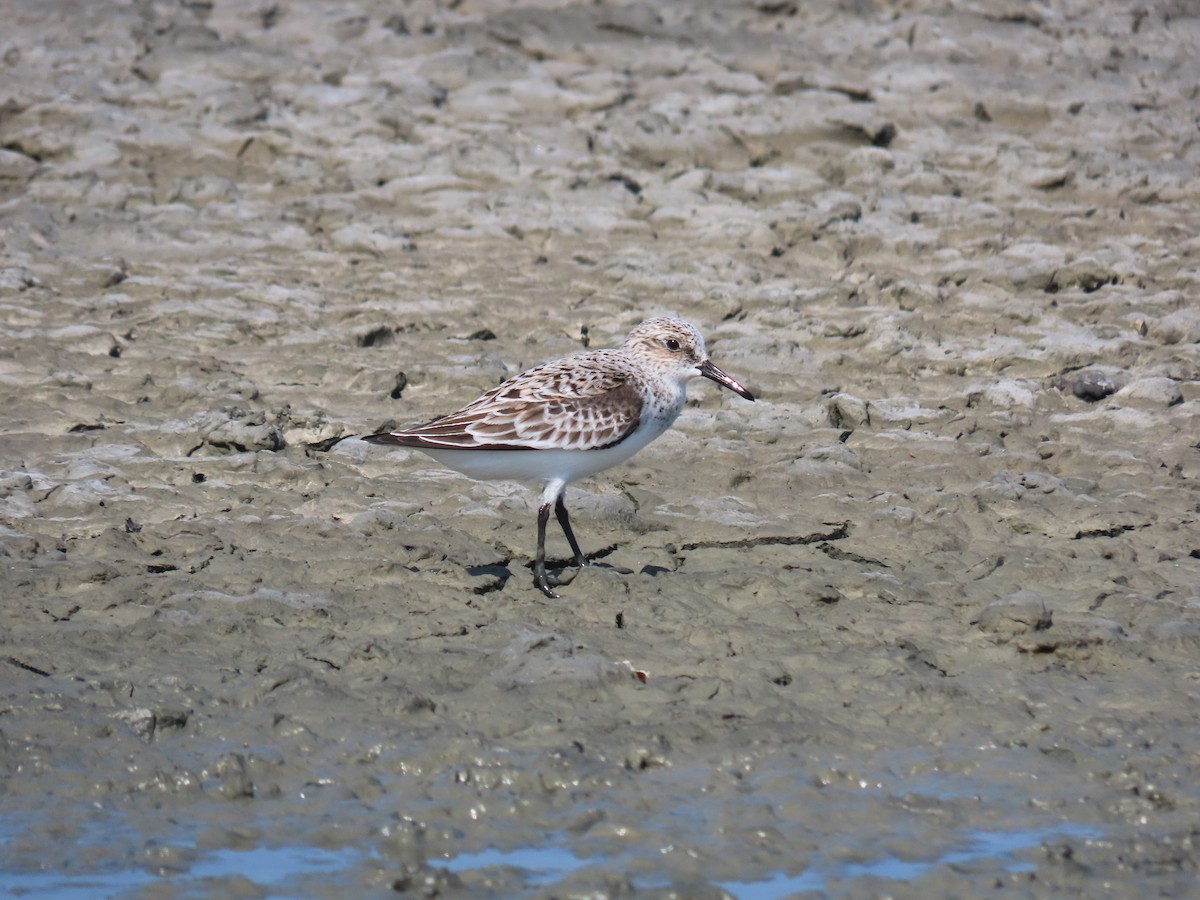 Sanderling - ML618352712