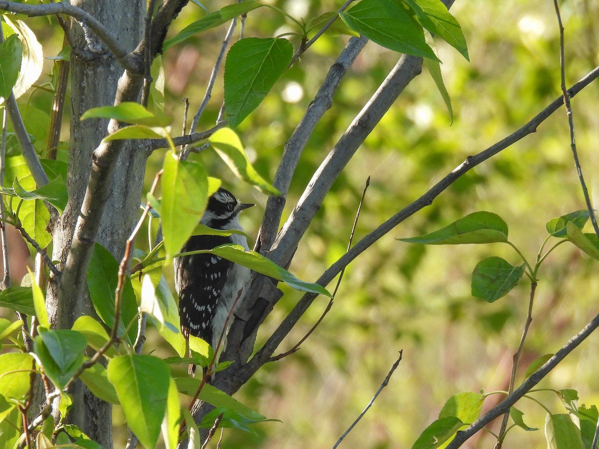 Downy Woodpecker - ML618352716