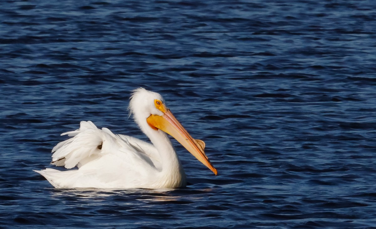 American White Pelican - ML618352723