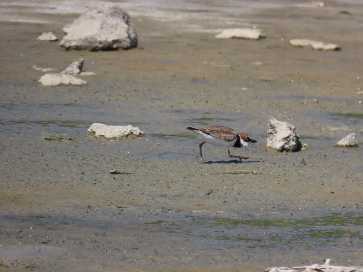 Wilson's Plover - ML618352743