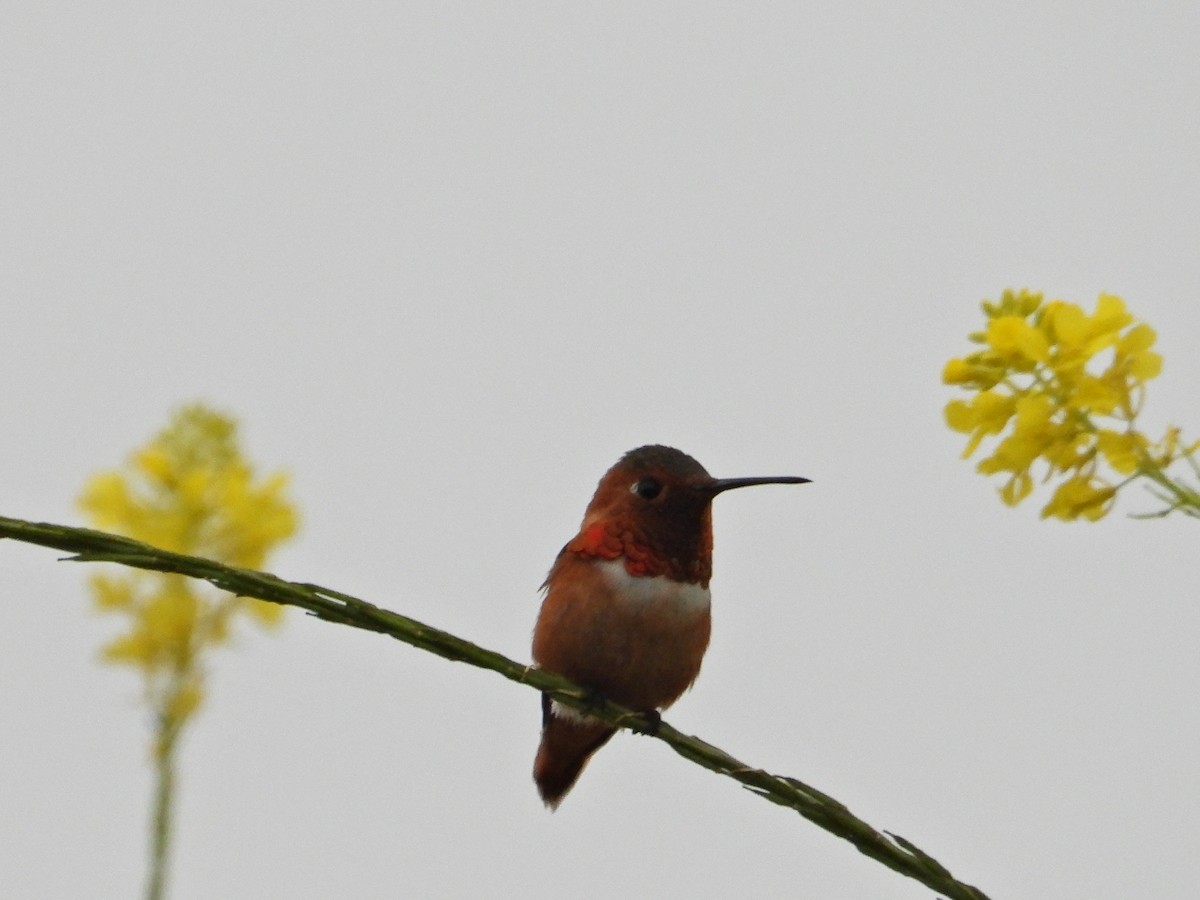 Allen's Hummingbird - Doug Lithgow